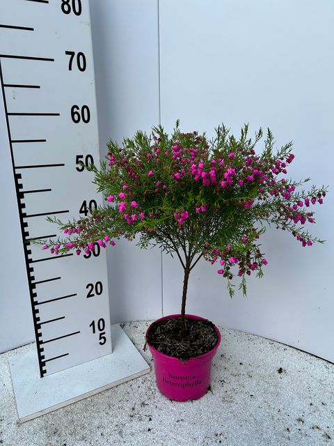Boronia heterophylla 'Lipstick'