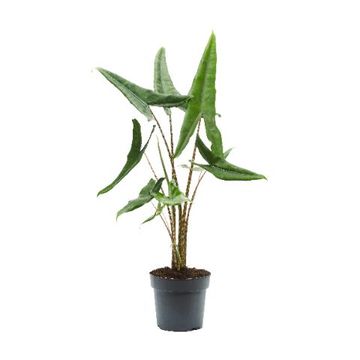 Alocasia 'Tigrini'