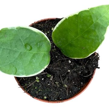 Hoya verticillata 'Panglay Variegata'
