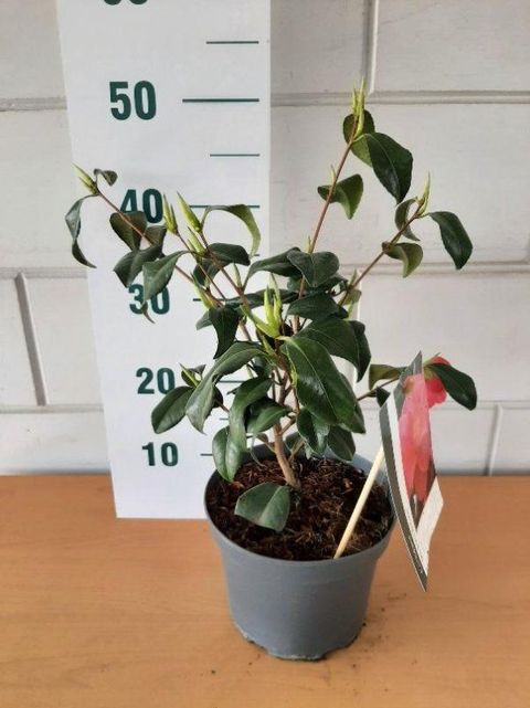 Camellia reticulata 'Mary Williams'