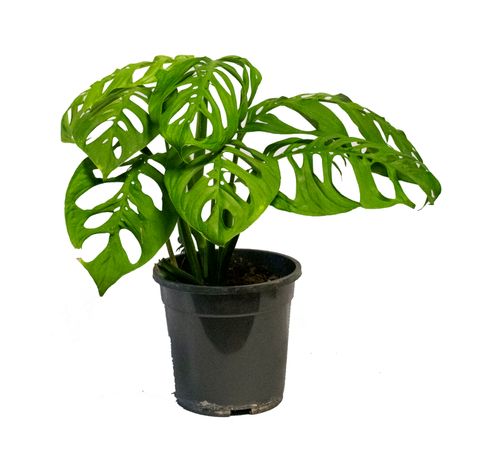 Monstera epipremnoides 'Esqueleto'