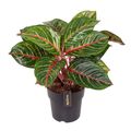 Aglaonema 'Olive Red'