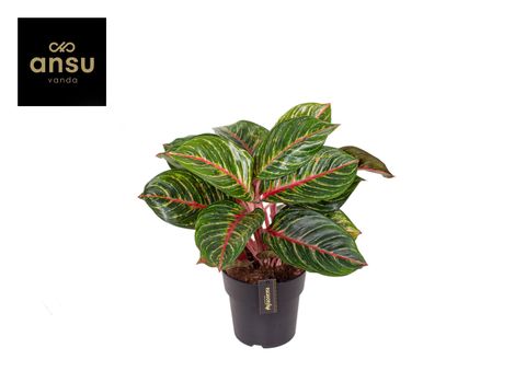 Aglaonema 'Olive Red'