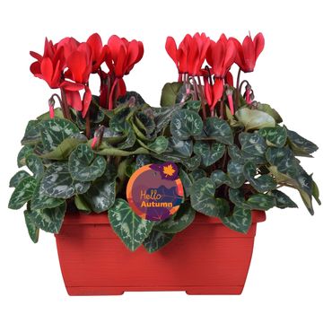 Cyclamen persicum SUPER SERIE S ALLURE MIX