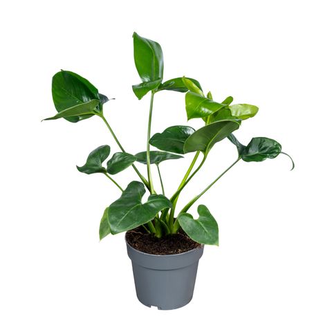 Philodendron 'Fun Bun'