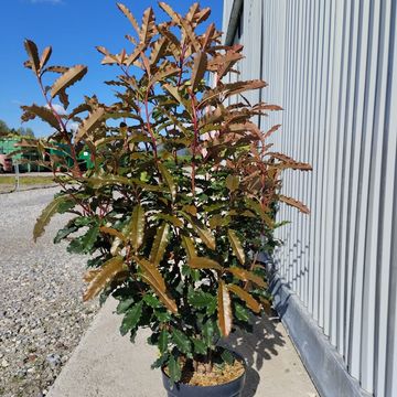 Photinia serratifolia CRUNCHY
