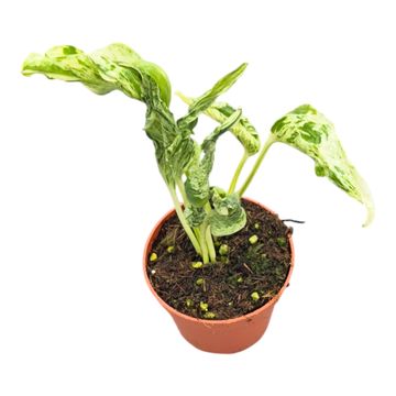 Epipremnum aureum 'Teruno Love Song'