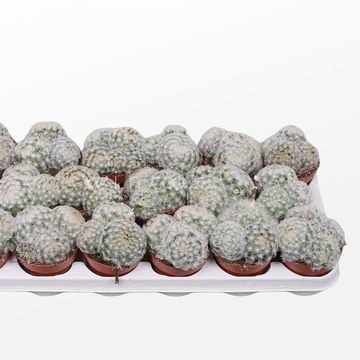 Mammillaria plumosa