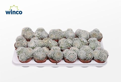 Mammillaria plumosa