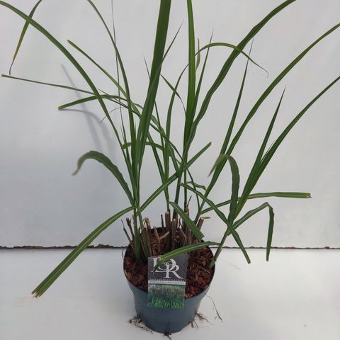 Miscanthus sinensis 'Malepartus'