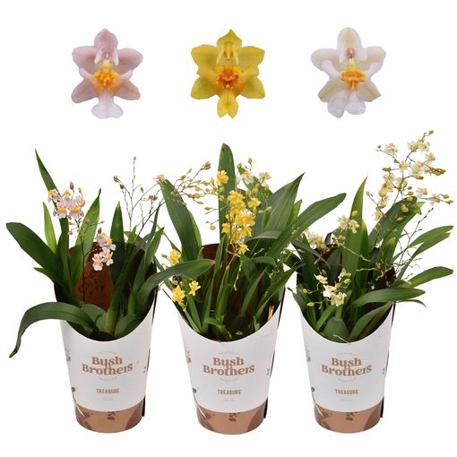 Oncidium TWINKLE MIX