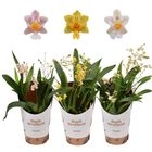 Oncidium TWINKLE MIX