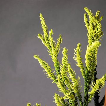 Cryptomeria japonica 'Kyara Gold'