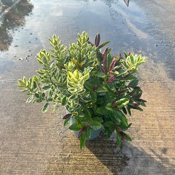 Hebe HEBEDONNA MIX IN POT