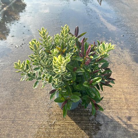 Hebe HEBEDONNA MIX IN POT