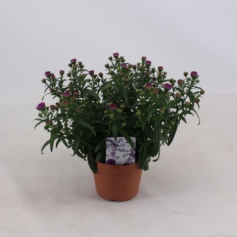 Aster SHOWMAKERS PRETTY PINK