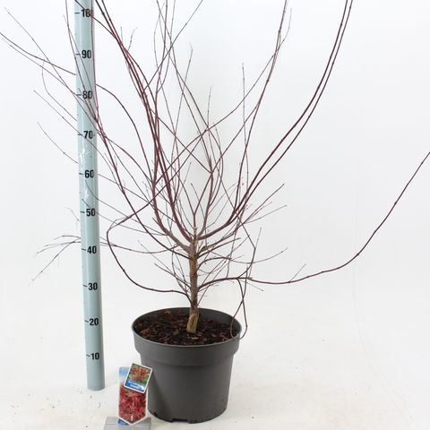 Acer palmatum 'Deshôjô'