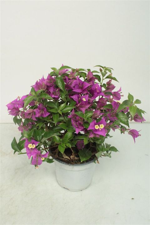 Bougainvillea 'Alexandra'