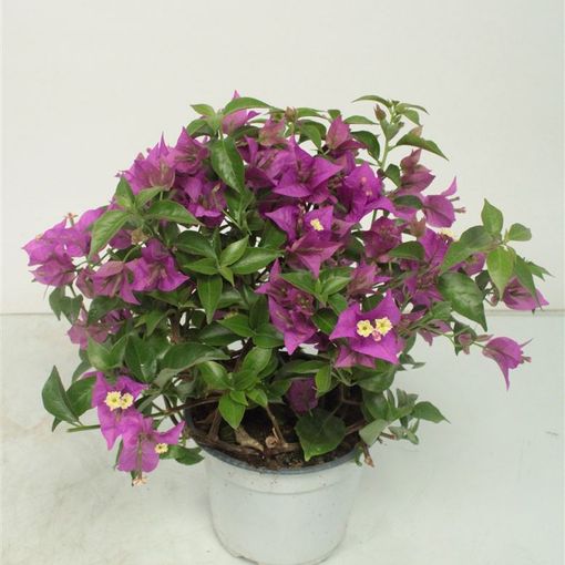 Bougainvillea 'Alexandra'