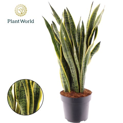 Sansevieria trifasciata 'Laurentii'