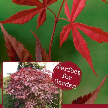 Acer palmatum 'Bloodgood'