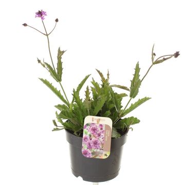 Verbena rigida