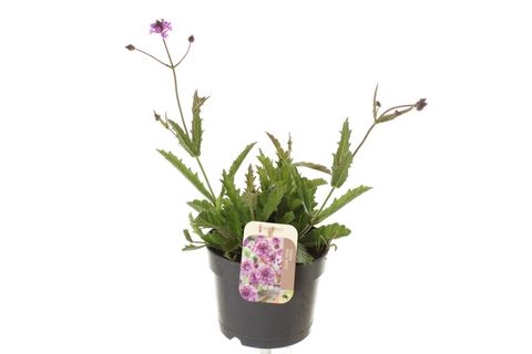 Verbena rigida
