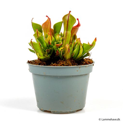 Heliamphora