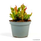 Heliamphora