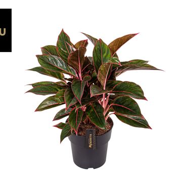 Aglaonema 'Jungle Red'