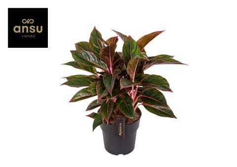 Aglaonema 'Jungle Red'