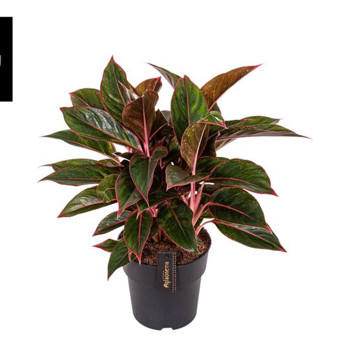 Aglaonema 'Jungle Red'