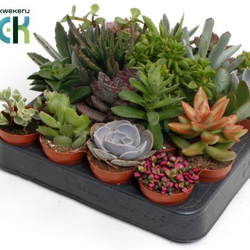 χυμώδη φυτά MIX