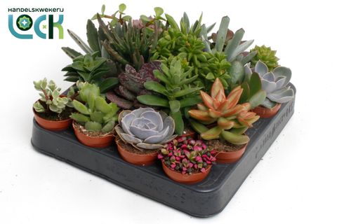 Succulente MIX