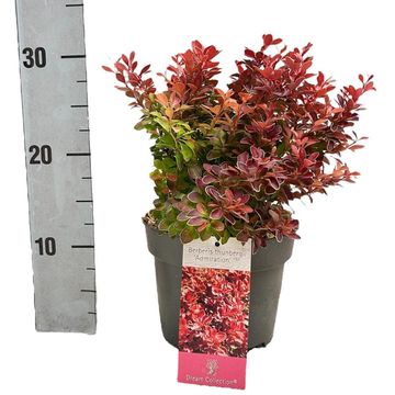 Berberis thunbergii 'Admiration'