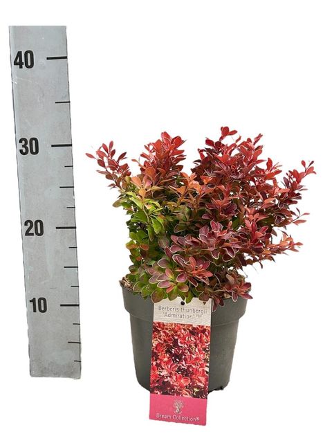 Berberis thunbergii 'Admiration'