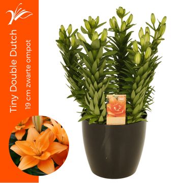 Lilium 'Tiny Double Dutch'