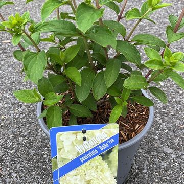 Hydrangea paniculata BOBO