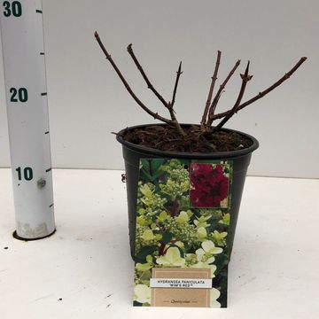 Hydrangea paniculata 'Wim's Red'