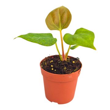 Anthurium portillae