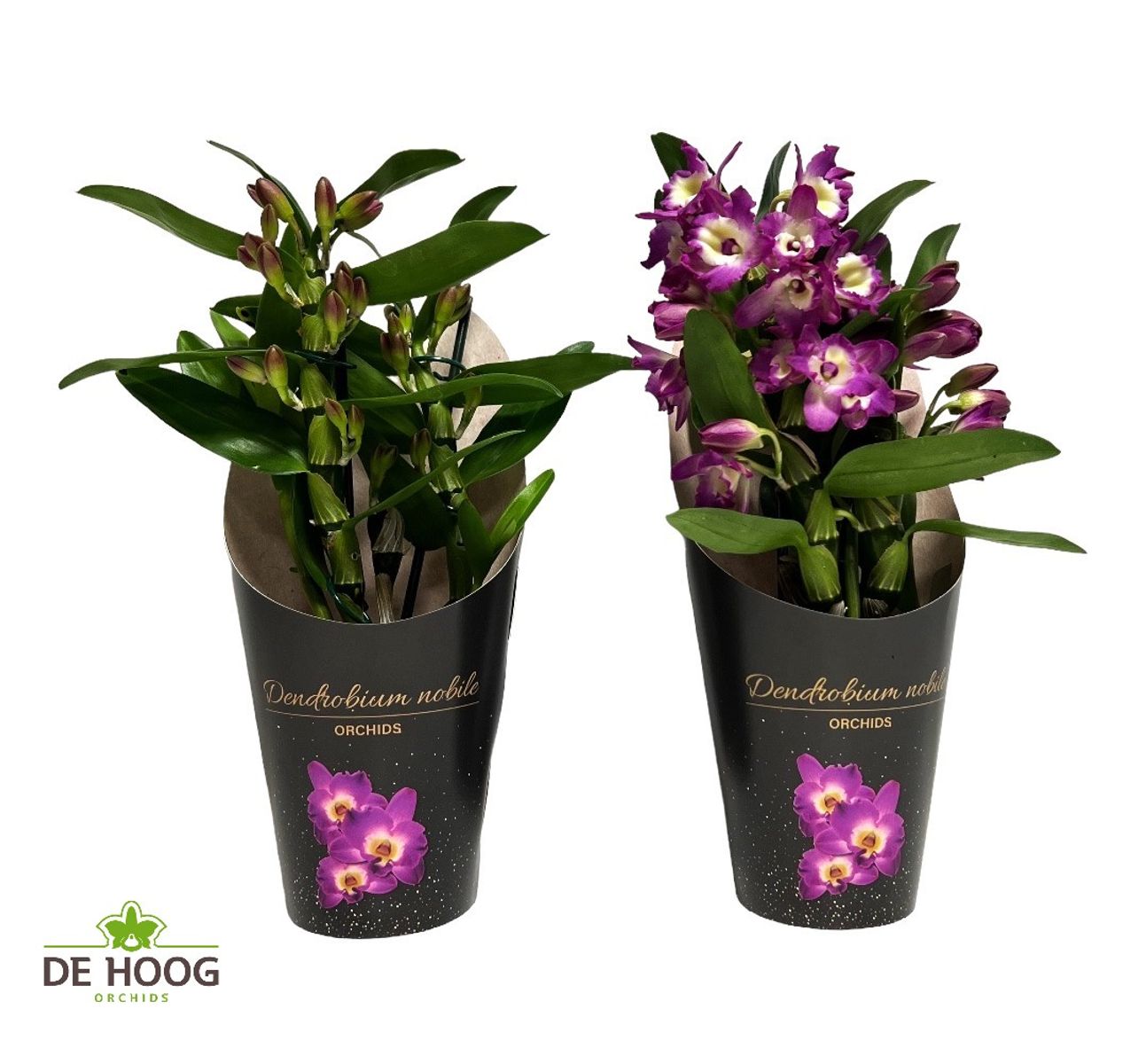 Orchidée Dendrobium Nobile Purple Passion - 2 Grandes Plantes D'Intérieur Vivantes Parfumées 30-40 Cm