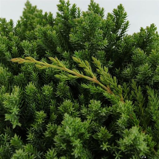 Juniperus procumbens 'Nana' (Bremmer Boomkwekerijen)