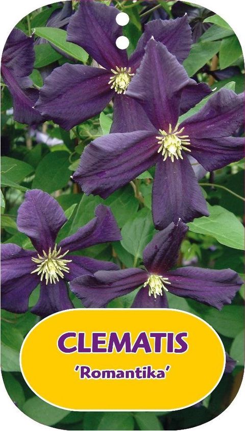 Clematis 'Romantika' (LL)