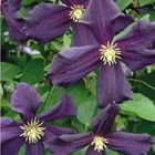 Clematis 'Romantika' (LL)