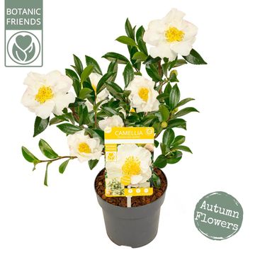 Camellia sasanqua 'White Premium'