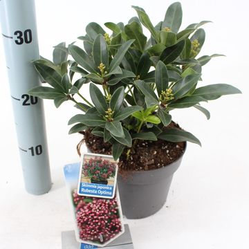 Skimmia japonica RUBESTA OPTIMA