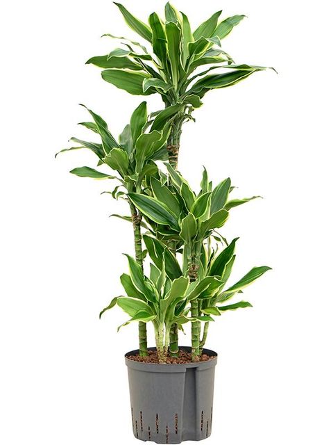 Dracaena fragrans 'Golden Coast'