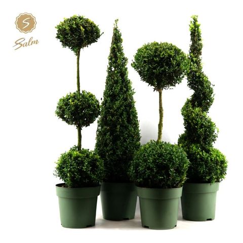 Buxus sempervirens MIX