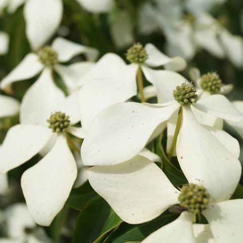 Cornus kousa chinensis