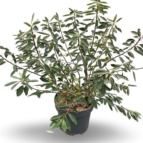 Exochorda racemosa 'Niagara'